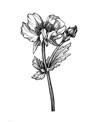 Сloseup of flower Geum coccineum (known as dwarf orange avens or red avens) with leaves. Black and white outline illustration hand drawn work isolated on white.