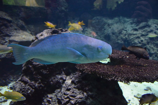 Tropical fish in aquarium, Berlin