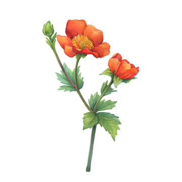Сloseup of red flower Geum coccineum (known as dwarf orange avens or red avens) with green leaves. Watercolor hand drawn painting illustration isolated on white background.