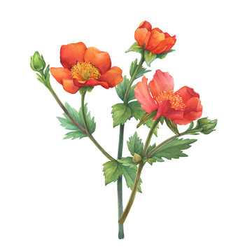 Bouquet of red flower Geum coccineum (known as dwarf orange avens or red avens) with green leaves. Watercolor hand drawn painting illustration isolated on white background.