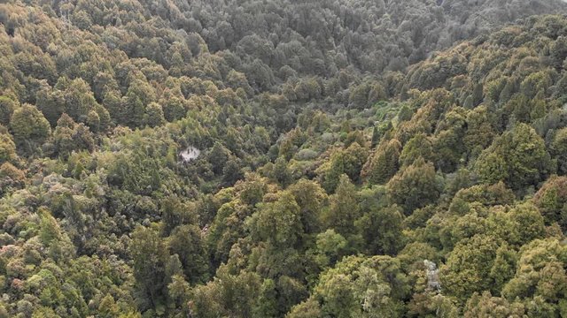 Aerial: fly over untouched native rainforest, New Zealand