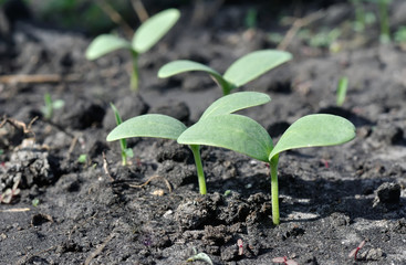        close-up of  melon sprouts growing in the vegetable garden as a seedlings for  planting
