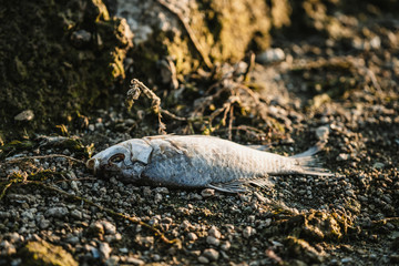 dead fish on the beach. sea pollution concept.