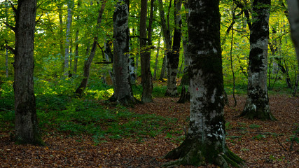  Sabaduri Forest, Tbilisi National Park, Georgia country. Autumn.