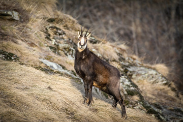 Wild chamois (Rupicapra) in the italian Alps. Gran   Paradiso National Park, Italy