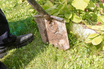 A gardener standing with a steel shovel on a green grass lawn, garden work concept