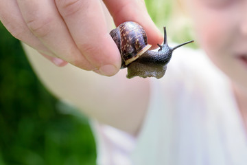 A blurred smiling unrecognizable girl holding an edible snail Fructicicola fruticum in hand, summer...