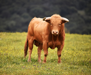 toro en el campo