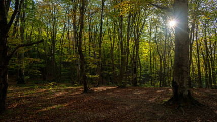  Sabaduri Forest, Tbilisi National Park, Georgia country. Autumn.