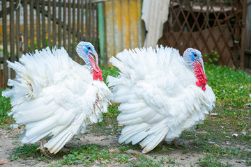 Two free range male turkesys. Strutting wild turkeys. Turkeys strutting and displaying their...