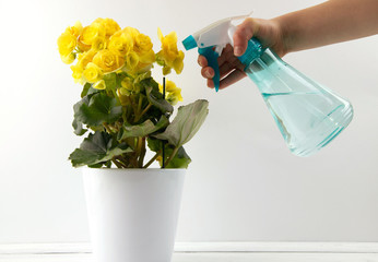 Blooming yellow begonia in a pot and a hand with a spray bottle sprinkles a flower. Yellow indoor flower. Houseplants