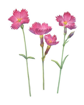 Set of pink Dianthus gratianopolitanus «Feuerhexe» flower (known as carnation, fire witch, sweet william, grandiflorus). Watercolor hand drawn painting illustration isolated on white background.