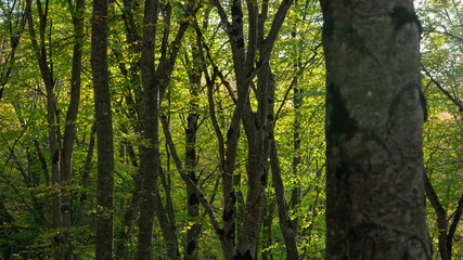  Sabaduri Forest, Tbilisi National Park, Georgia country. Autumn.