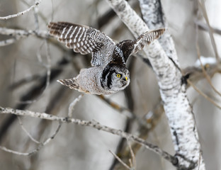 Northern Hawk Owl Flying Between Trees in Winter