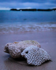 Brain shaped coral
