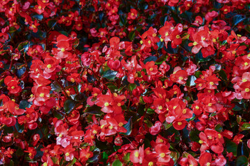Close-up of a blooming plant of bright red Begonia, a genus of perennial flowering plants in the family Begoniaceae, Piedmont, Italy
