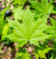 Leaf Norway maple