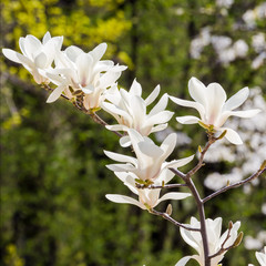 Magnolia salicifolia, several blooming flowers