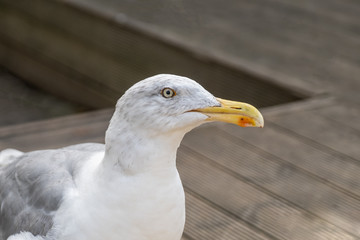 close-up of a seagull, is the largest member of the gull family.