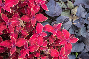 close-up of purple coleus and red coleus plant, nature background