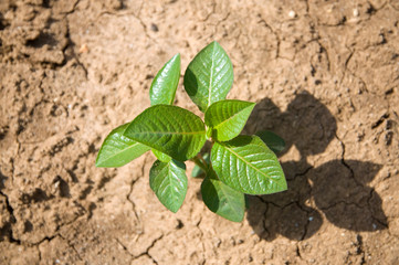 A young plant grows in dry soil during the water crisis