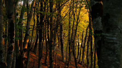  Sabaduri Forest, Tbilisi National Park, Georgia country. Autumn.