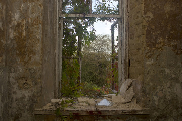 A view of the trees through the open old window overgrown maiden grapes