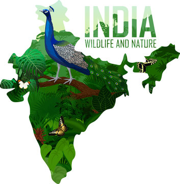 vector India map with male peacock peafowl