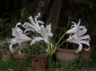 Amarine, amarillis belladona, Nerine