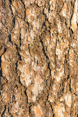 The surface of a large tree bark.