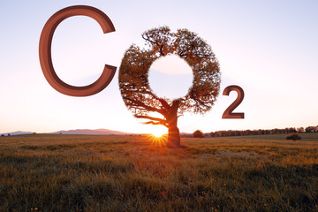 Klimaschutz, CO2 Baum mit Sonne
