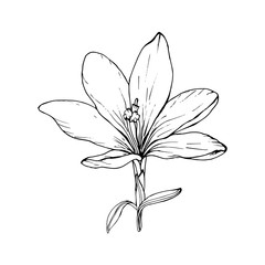 Crocus.Single contour flower isolated on white background. Hand drawn doodle style. Spring black outline element for floral design, invitation, greeting cards, wrapping paper.Vector stock illustration