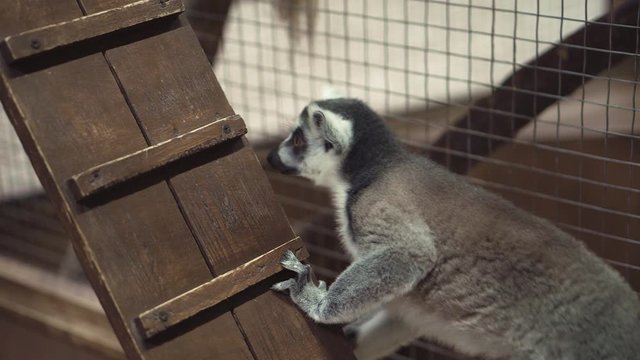 funny animal catta lemur monkey, sun bathe