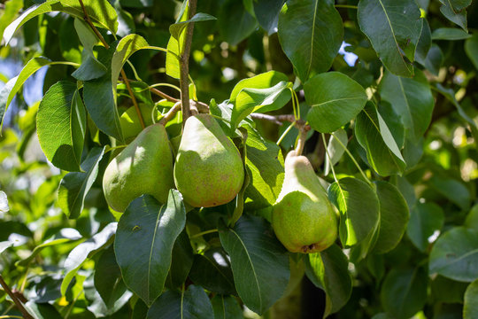 A pear variety, Doyenne du Comice, growing on a healthy fruit tree in summer, Christchurch, New Zealand