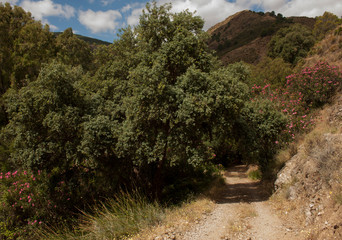 Charca de la Virgen, Tolox, senderos, caminata, ruta