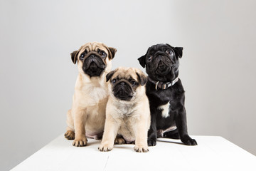 3 black and beige pug puppies