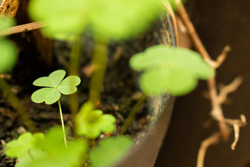 young plant in the garden
