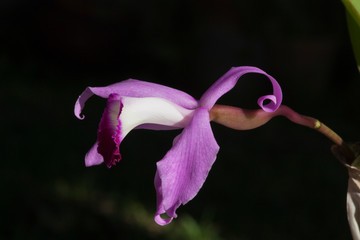 Laelia  perrinii, orquídea