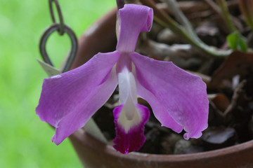 Laelia perrinii, orquídea