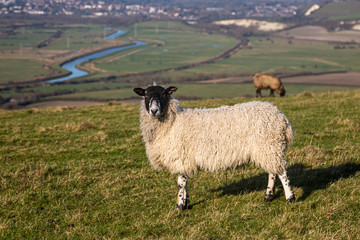 Sheep on a South Downs hillside with the winding River Ouse and town of Lewes in the background