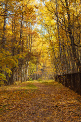 Fototapeta premium Trees with yellowed leaves in an autumn Park