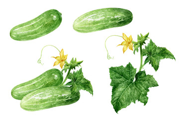 Cucumbers with leaf and flower set watercolor isolated on white background