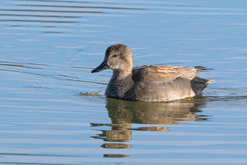 Pato Ánade Friso, macho