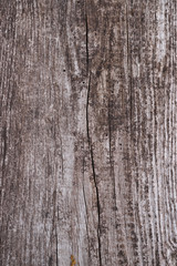 Fototapeta premium Old wooden texured surface closeup. Moss and relief on surface. Stock photo of old wooden pattern of aged boards with moss. Brown and gray colors on photo.
