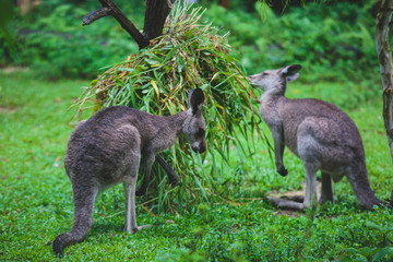 Naklejka na ściany i meble A group of grey kangaroo among the green trees ,a close-up portrait of wallaby, the kangaroo family