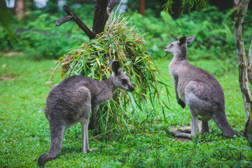 A group of grey kangaroo among the green trees ,a close-up portrait of wallaby, the kangaroo family