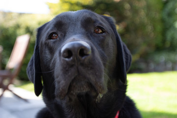portrait of black labrador
