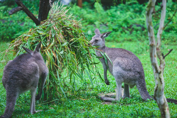 Naklejka na ściany i meble A group of grey kangaroo among the green trees ,a close-up portrait of wallaby, the kangaroo family