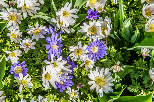 Blue and white field of flowers