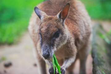 A group of grey kangaroo among the green trees ,a close-up portrait of wallaby, the kangaroo family